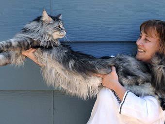 Кот Стьюи на руках у хозяйки. Фото с сайта vaterland.li