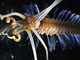 Кальмарочервь Teuthidodrilus samae. Фото L.P. Madin / WHOI