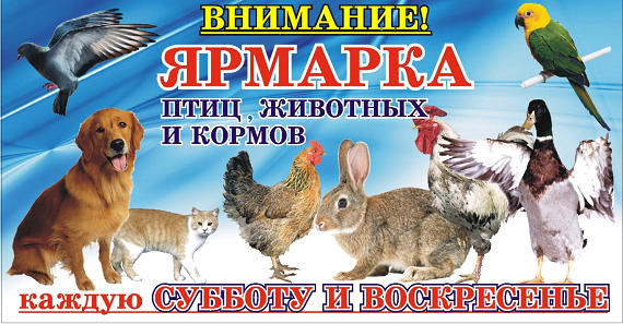 Крупнейшая ЯРМАРКА ДОМАШНИХ ПИТОМЦЕВ в Краснодаре!!!