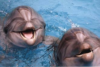 самыми разумными существами среди представителей животного мира являются дельфины