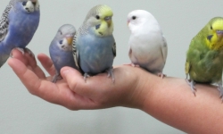 Как приручить попугая к рукам