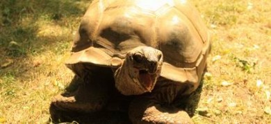 В Тулу привезли гигантскую черепаху