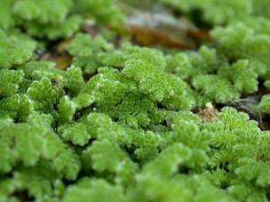 Азолла каролинская (Azolla caroliniana) - 