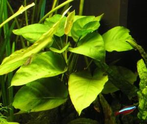 Анубиас Бартера (Anubias barteri var. barteri) - 