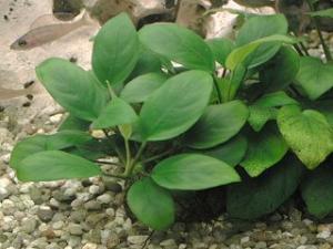 Анубиас нана (Anubias nana или Anubias barteri var. nana) - 