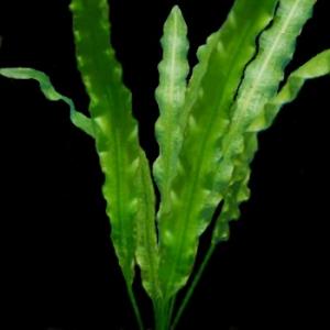 Апоногетон волнистый или живородящий (Aponogeton stachysporus или undulatus) - 