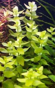 Бакопа каролинская (Bacopa caroliniana или Bacopa amplexicaulis) - 