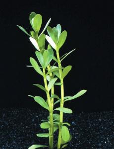 Бакопа мелколистная (Bacopa monniera) 