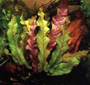 Барклайя длиннолистная (Barclaya longifolia) - 