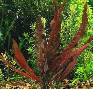 Барклайя длиннолистная (Barclaya longifolia) - 