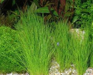 Болотница (Eleocharis acicularis) 