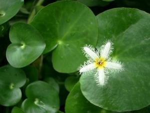 Болотноцветник (Nymphoides humboldtiana или Villacrisia humboldtiana) - 