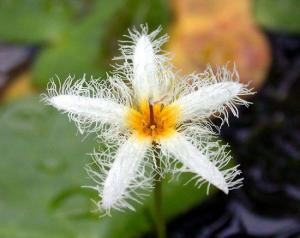 Болотноцветник (Nymphoides humboldtiana или Villacrisia humboldtiana) - 