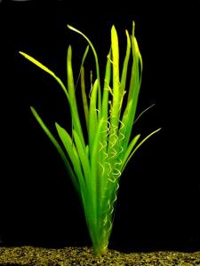 Валлиснерия гигантская (Vallisneria gigantea) 