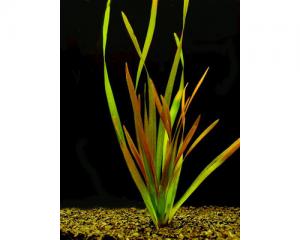 Валлиснерия гигантская (Vallisneria gigantea) - 