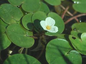 Водокрас лягушачий (Hydrocharis morsus-ranae, Linne.) - 