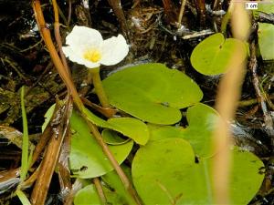 Водокрас лягушачий (Hydrocharis morsus-ranae, Linne.) - 