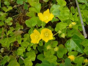 Якутка. Денежник. Монетница. (Lysimachia nummularia ) 