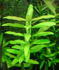 Гигрофила многосеменная или индийская или Болотник (Hygrophila polysperma) - 