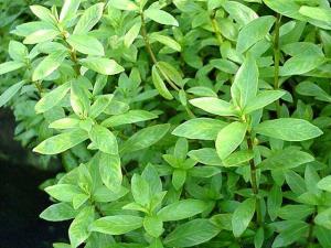 Гигрофила многосеменная или индийская или Болотник (Hygrophila polysperma) - 