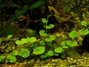 Гидрокотила вертикальная или Щитолистник мутовчатый (Hydrocotyle verticillata) - 