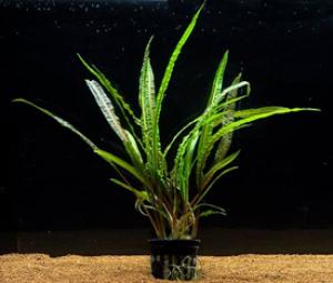 Криптокорина Балансе (Cryptocoryne balansae) - 