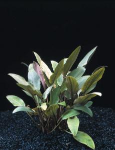 Криптокорина Беккетта (Cryptocoryne becketii или Cryptocoryne petchii) - 