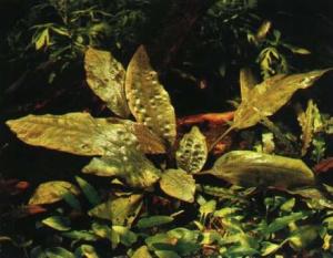 Криптокорина Бласса (Cryptocoryne blassii) - 