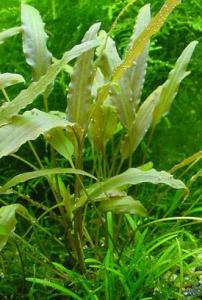 Криптокорина Вендта (Cryptocoryne wendtii) - 