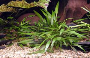 Криптокорина Невилля (Cryptocoryne nevilli или Cryptocoryne х willisii) - 