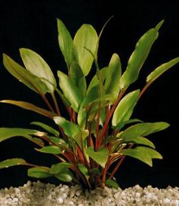 Криптокорина Пётча (Cryptocoryne petchii) 