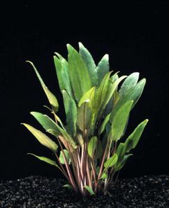 Криптокорина Пётча (Cryptocoryne petchii) - 