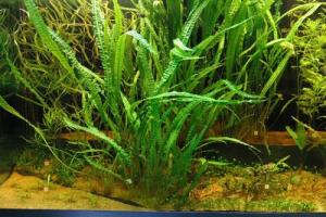 Криптокорина апоногенолистная (Cryptocoryne aponogetifolia) - 