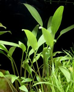 Криптокорина блестящая (Cryptocoryne lucens) - 