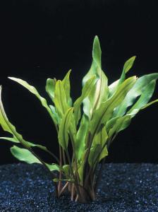 Криптокорина желтая (Cryptocoryne lutea) - 