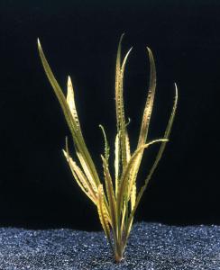 Криптокорина обратноспиральная (Cryptocoryne retrospiralis или Cryptocoryne tonkinensis) - 