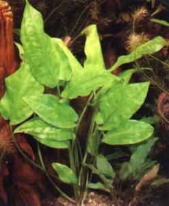 Криптокорина понтедериеволистная (Cryptocoryne pontederiifolia) 