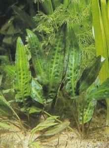 Криптокорина родственная (Cryptocoryne affinis или Cryptocoryne haerteliana) 