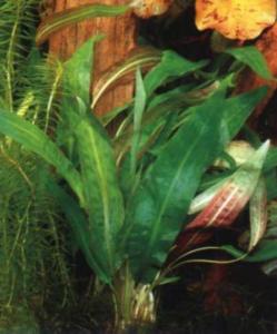 Криптокорина родственная (Cryptocoryne affinis или Cryptocoryne haerteliana) - 