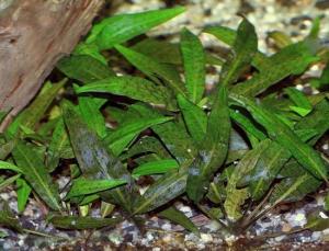 Криптокорина родственная (Cryptocoryne affinis или Cryptocoryne haerteliana) - 