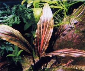 Криптокорина сердцевидная или Криптокорина кордата (Cryptocoryne cordata) 