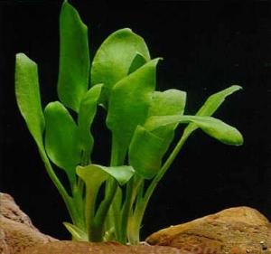 Криптокорина язычковая (Cryptocoryne lingua) - 