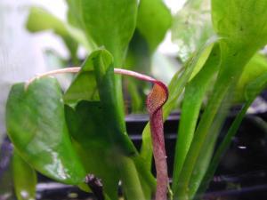 Криптокорина язычковая (Cryptocoryne lingua) 