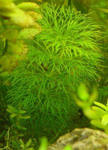 Лимнофила водная или Амбулия водная (Limnophila aquatica) - 