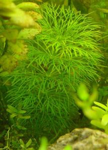 Лимнофила водная или Амбулия водная (Limnophila aquatica) 