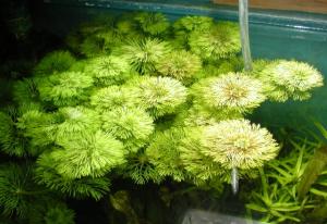 Лимнофила сидячецветковая (Limnophila sessiliflora) - 