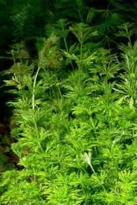 Лимнофила сидячецветковая (Limnophila sessiliflora) - 