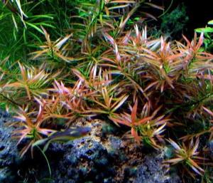 Людвигия дугообразная (Ludwigia arcuata) - 