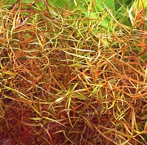 Людвигия дугообразная (Ludwigia arcuata) 