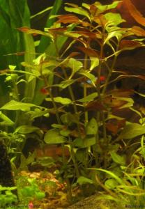 Людвигия ползучая (Ludwigia repens или Ludwigia natans) - 